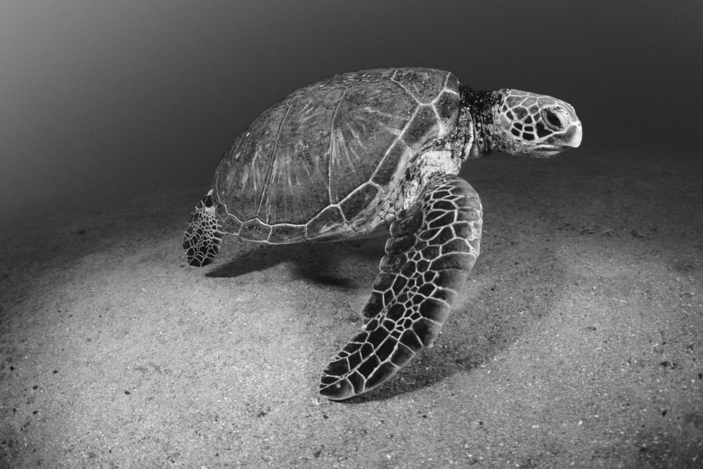 USA Green Sea Turtle (Chelonia Mydas) on bottom of ocean Hawaii Canvas Art - Dave Fleetham Design Pics (34 x 22)