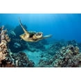 thumbnail image 1 of USA  Green Sea Turtle ; Hawaii Poster Print, 1 of 2