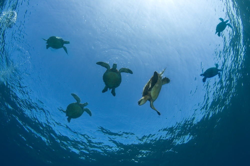 USA Green Sea Turtles (Chelonia Mydas) swimming near surface Hawaii Canvas Art - Dave Fleetham Design Pics (17 x 11)