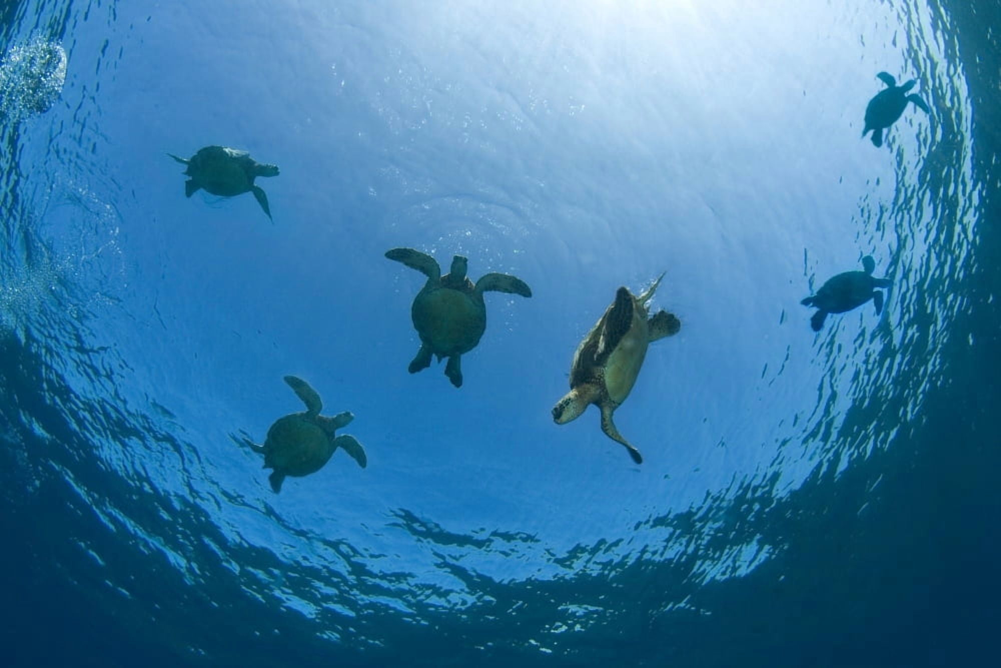 USA Green Sea Turtles (Chelonia Mydas) swimming near surface Hawaii Canvas Art - Dave Fleetham Design Pics (34 x 22)