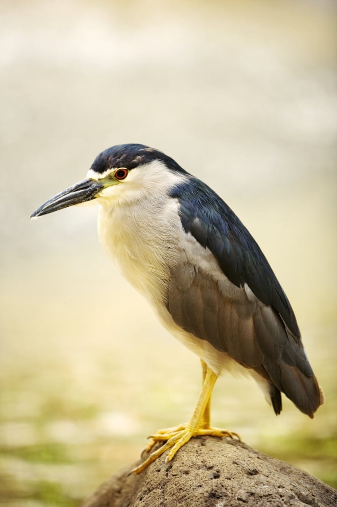 USA Hawaii Black Crowned Night Heron Maui Canvas Art - Ron Dahlquist Design Pics (24 x 38)