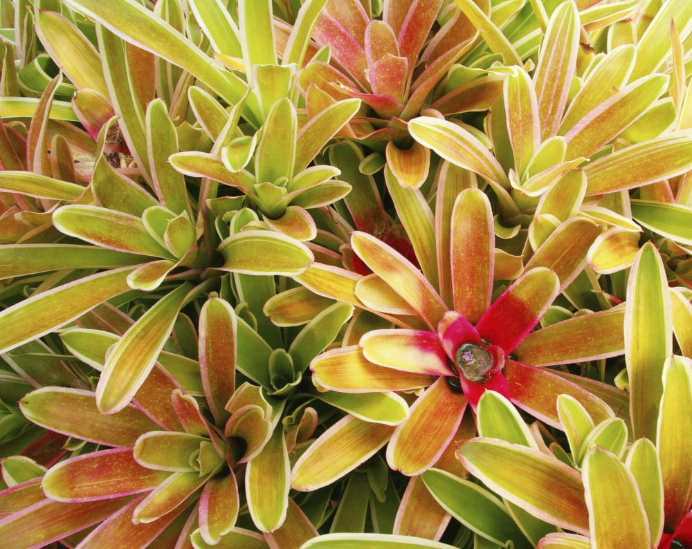 USA Hawaii Cluster Of Colorful Bromeliad Plants Maui Canvas Art - Ron Dahlquist Design Pics (15 x 12)