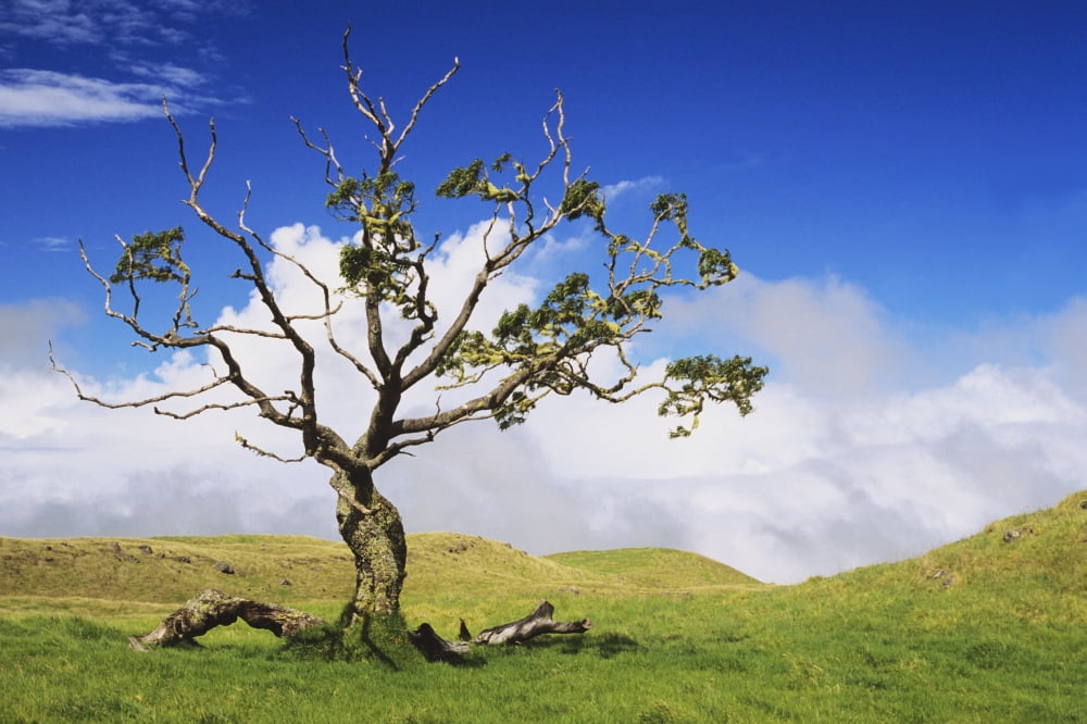 USA Hawaii Green Rolling Hills With Cloudy Sky and Koa Tree Big Island Canvas Art - Liysa Swart Design Pics (19 x 12)