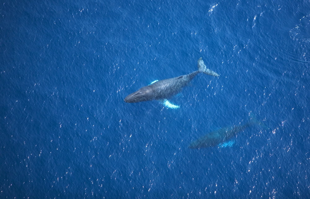 USA Hawaii Islands Aerial View Of Humpback Whales Maui Canvas Art - Ron Dahlquist Design Pics (17 x 11)