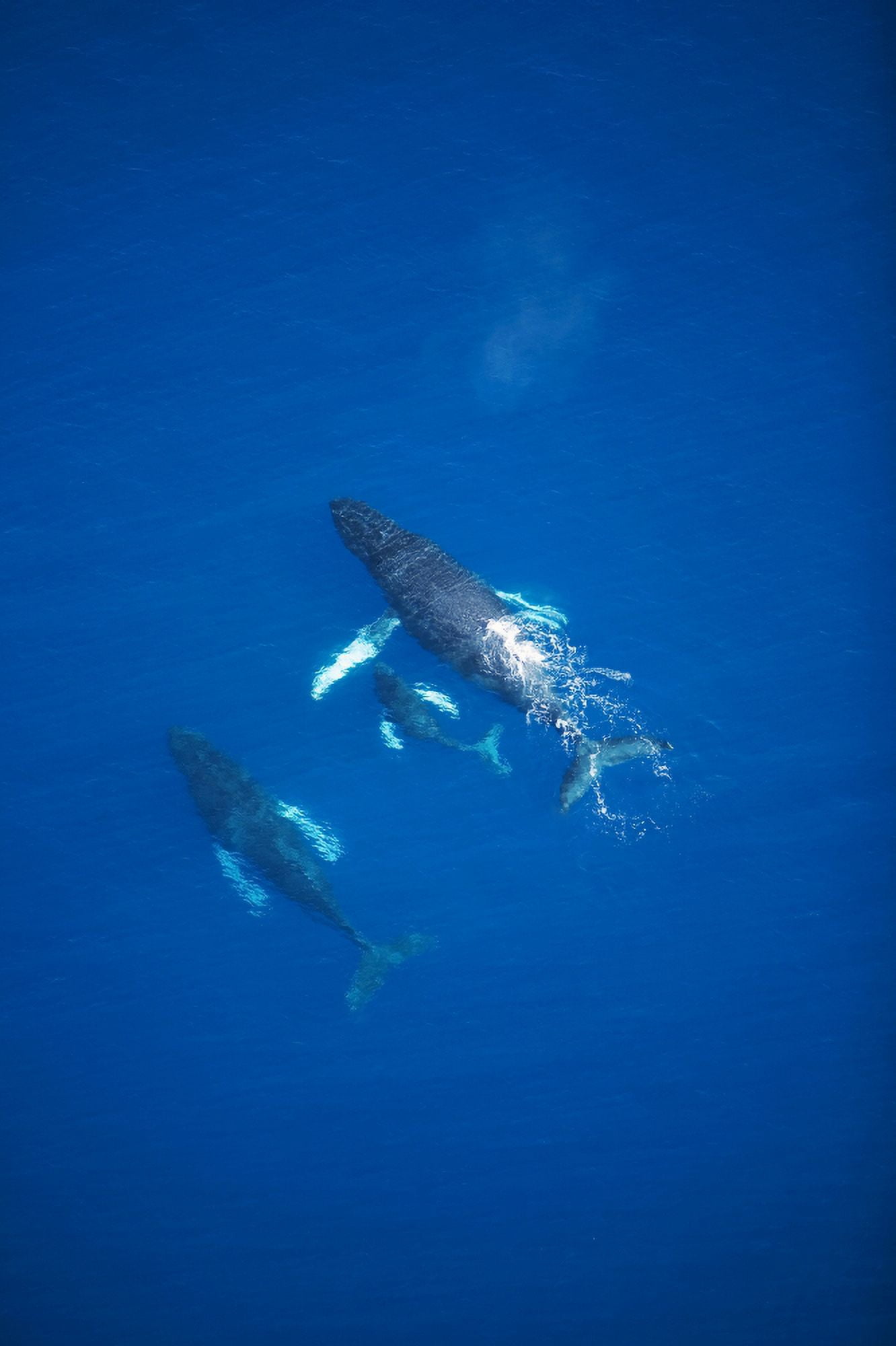 USA Hawaii Islands Aerial View Of Humpback Whales Maui Canvas Art - Ron Dahlquist Design Pics (22 x 34)