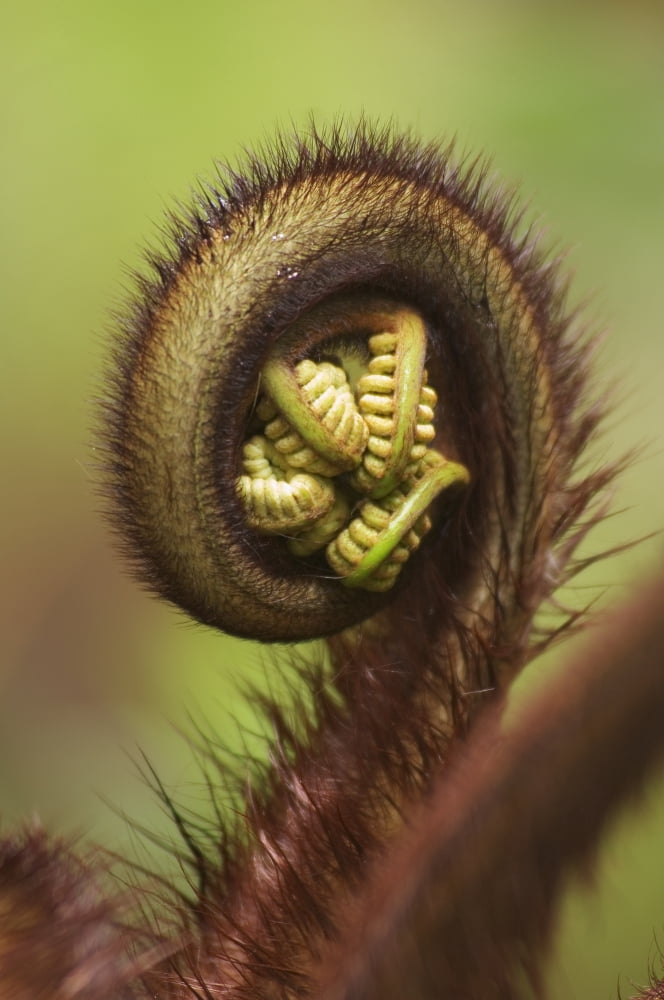 USA Hawaii Islands Big Island Close-up of Hapuu Fern Frond Shoot Hawaii Volcanoes National Park Canvas Art - Greg Vaughn Design Pics (11 x 17)