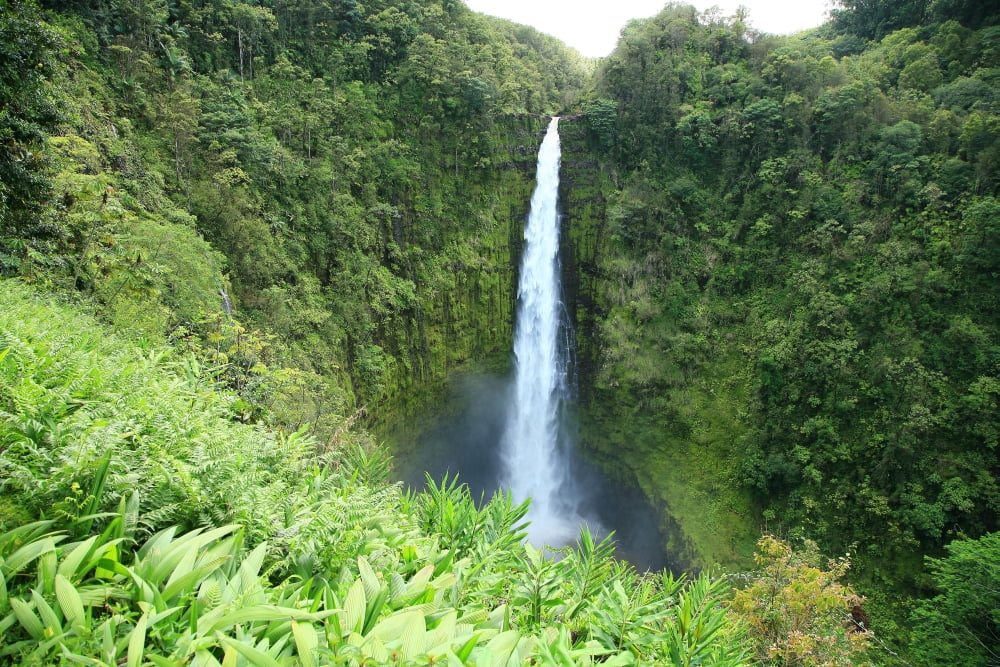 USA Hawaii Islands Big Island View Of Misty Falls Akaka Falls State Park Canvas Art - Peter French Design Pics (34 x 22)