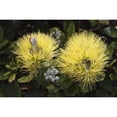 thumbnail image 1 of USA, Hawaii Islands, Big Island, Yellow Ohi'a or Lehua Mamo blossom; Waimea Poster Print (17 x 11), 1 of 3