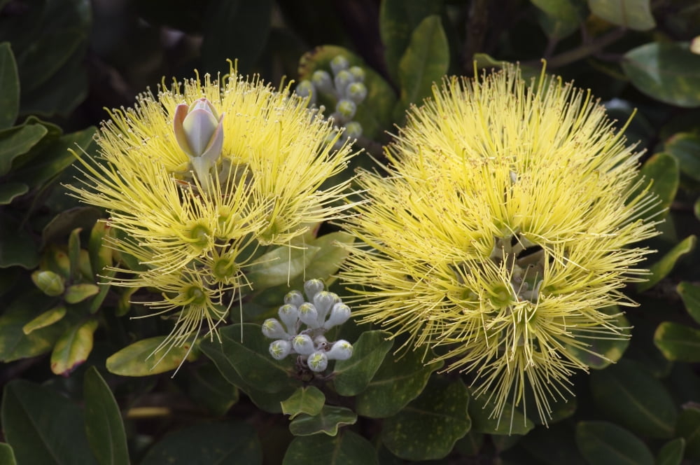 USA Hawaii Islands Big Island Yellow Ohia or Lehua Mamo blossom Waimea Canvas Art - Greg Vaughn Design Pics (34 x 22)