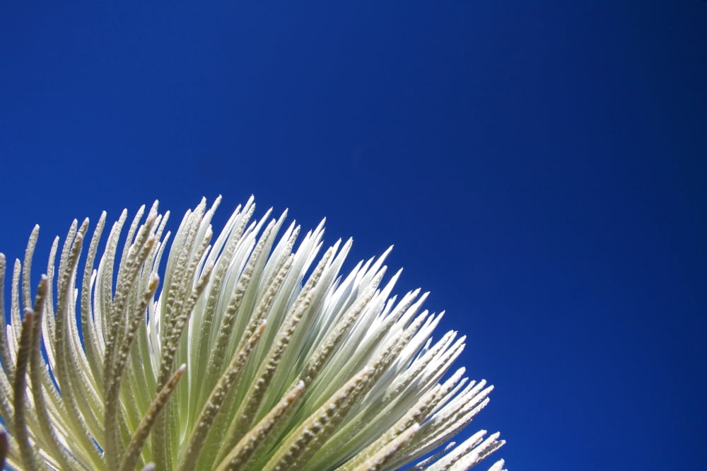 USA Hawaii Islands Haleakala National Park Maui Young Silversword Plant Canvas Art - Ron Dahlquist Design Pics (17 x 11)