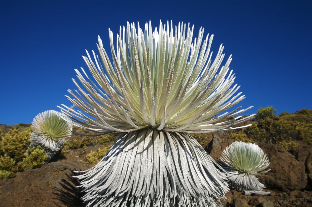 USA Hawaii Islands Haleakala National Park Maui Young Silversword Plant Canvas Art - Ron Dahlquist  Design Pics (17 x 11)