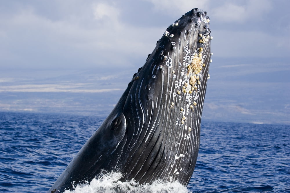 USA Hawaii Islands Humpback Whale Breaching Maui Canvas Art - Dave Fleetham Design Pics (34 x 22)