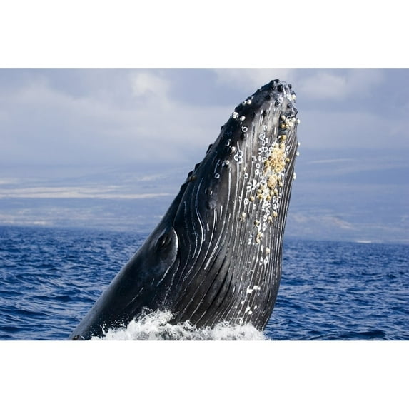USA, Hawaii Islands, Humpback Whale Breaching; Maui Poster Print (17 x 11)