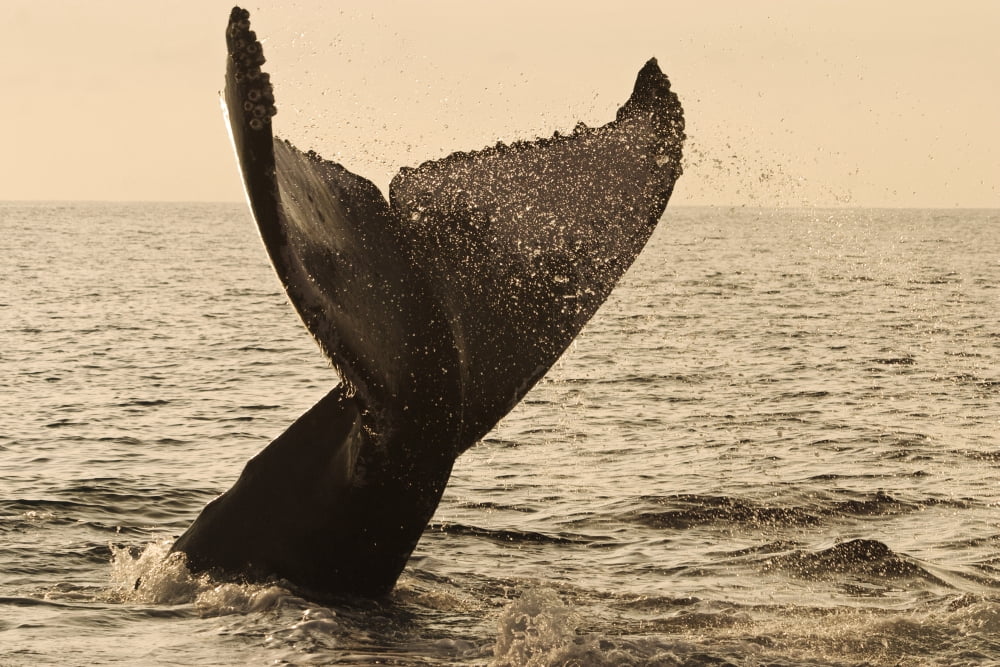 USA Hawaii Islands Humpback Whale Fluking Its Tail In Golden Sunset Maui Canvas Art - Dave Fleetham Design Pics (36 x 24)