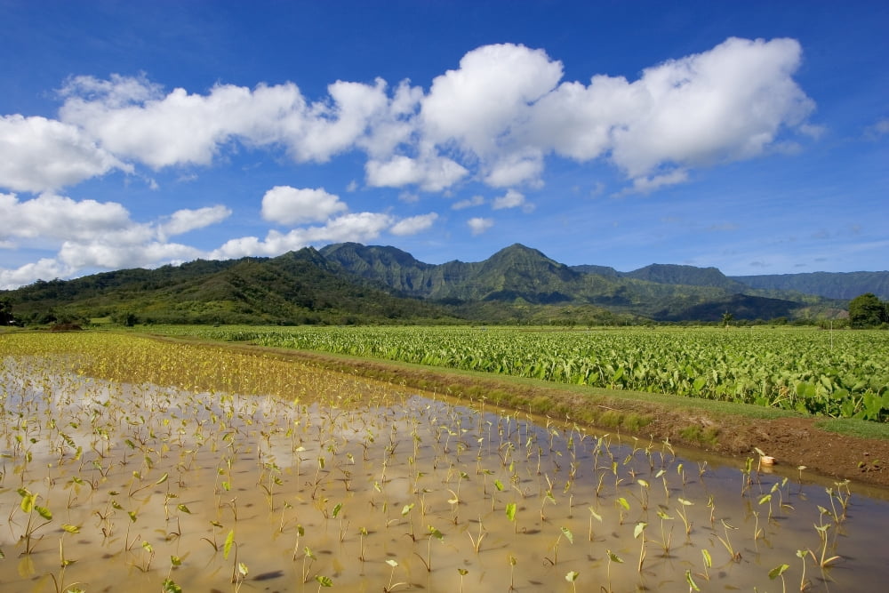 USA Hawaii Islands Kauai Scenic mountains and blue sky Hanalei Valley Wet taro farm Canvas Art - Ron Dahlquist Design Pics (34 x 22)