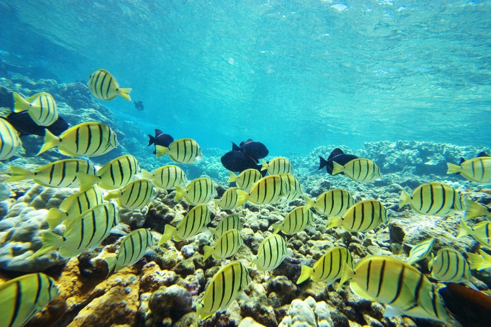 USA Hawaii Islands Maui Ahihi Kinau Natural Area Reserve Makena School Of Manini Or Convict Tang Fish (Acanthurus Triostegus) Canvas Art - Ron Dahlquist  Design Pics (34 x 22)