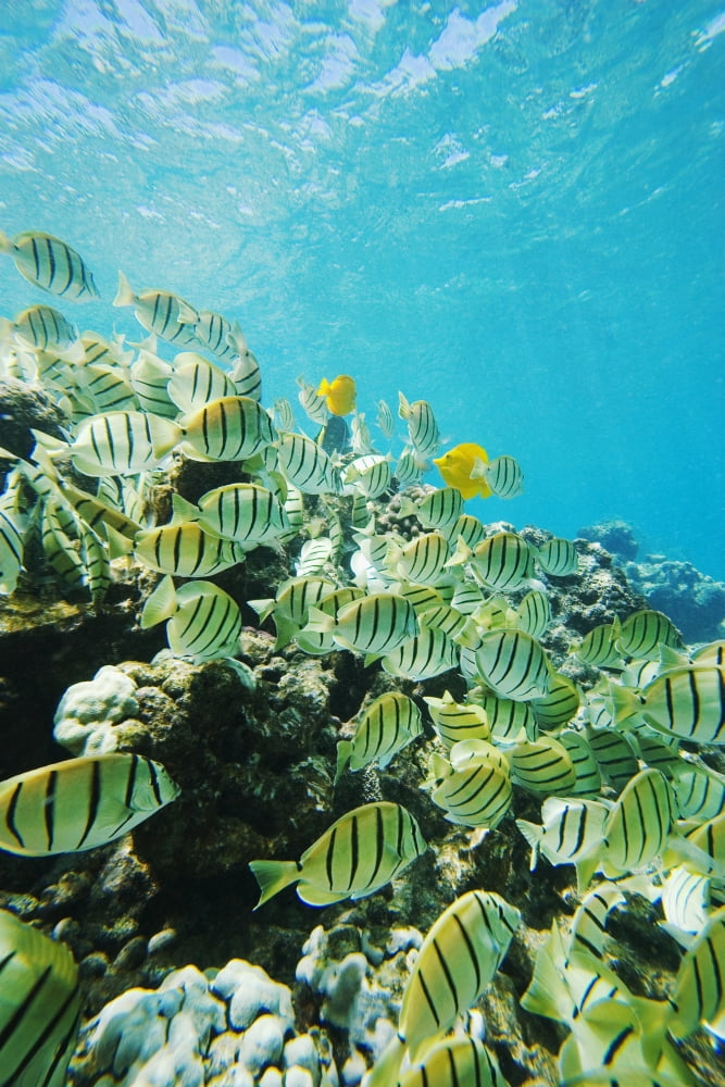 USA Hawaii Islands Maui Ahihi Kinau Natural Area Reserve Makena School Of Manini Or Convict Tang Fish (Acanthurus Triostegus) On Reef Edge Canvas Art - Ron Dahlquist Design Pics (11 x 17)