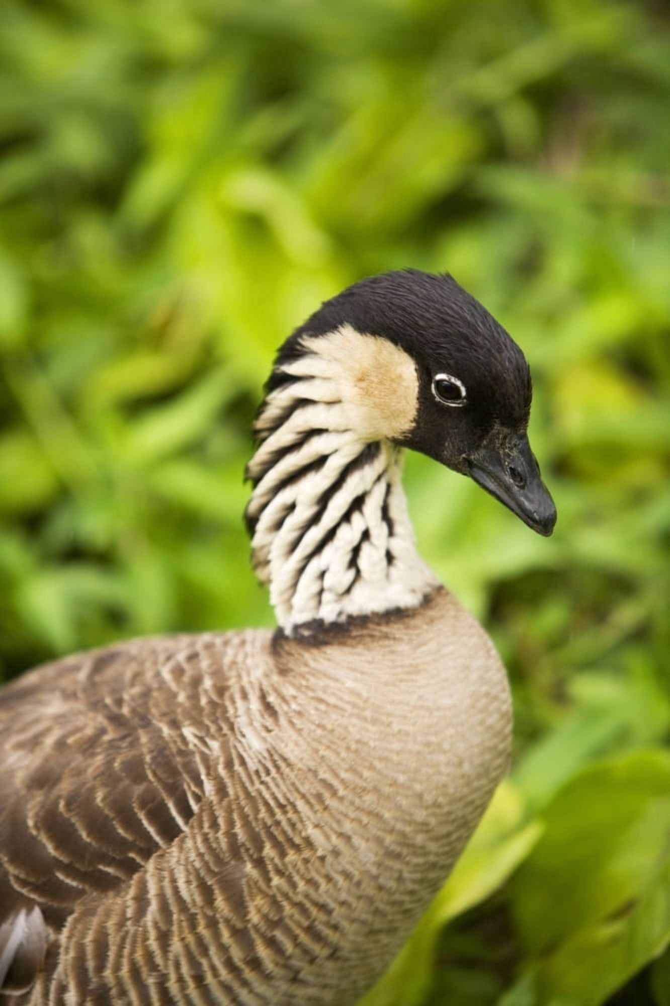 USA Hawaii Islands Nene Goose (Nesochen Sandvicensis) Kauai Close-Up Of Hawaiis State Bird Canvas Art - Ron Dahlquist Design Pics (22 x 34)