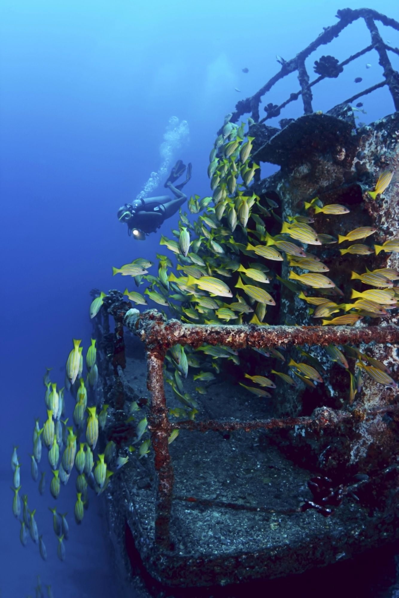 USA Hawaii Islands Oahu Diver And Schooling Blue Striped Snapper (Lutjanus Kasmira) On Wreck Of Sea Tiger Waikiki Canvas Art - Dave Fleetham  Design Pics (11 x 17)