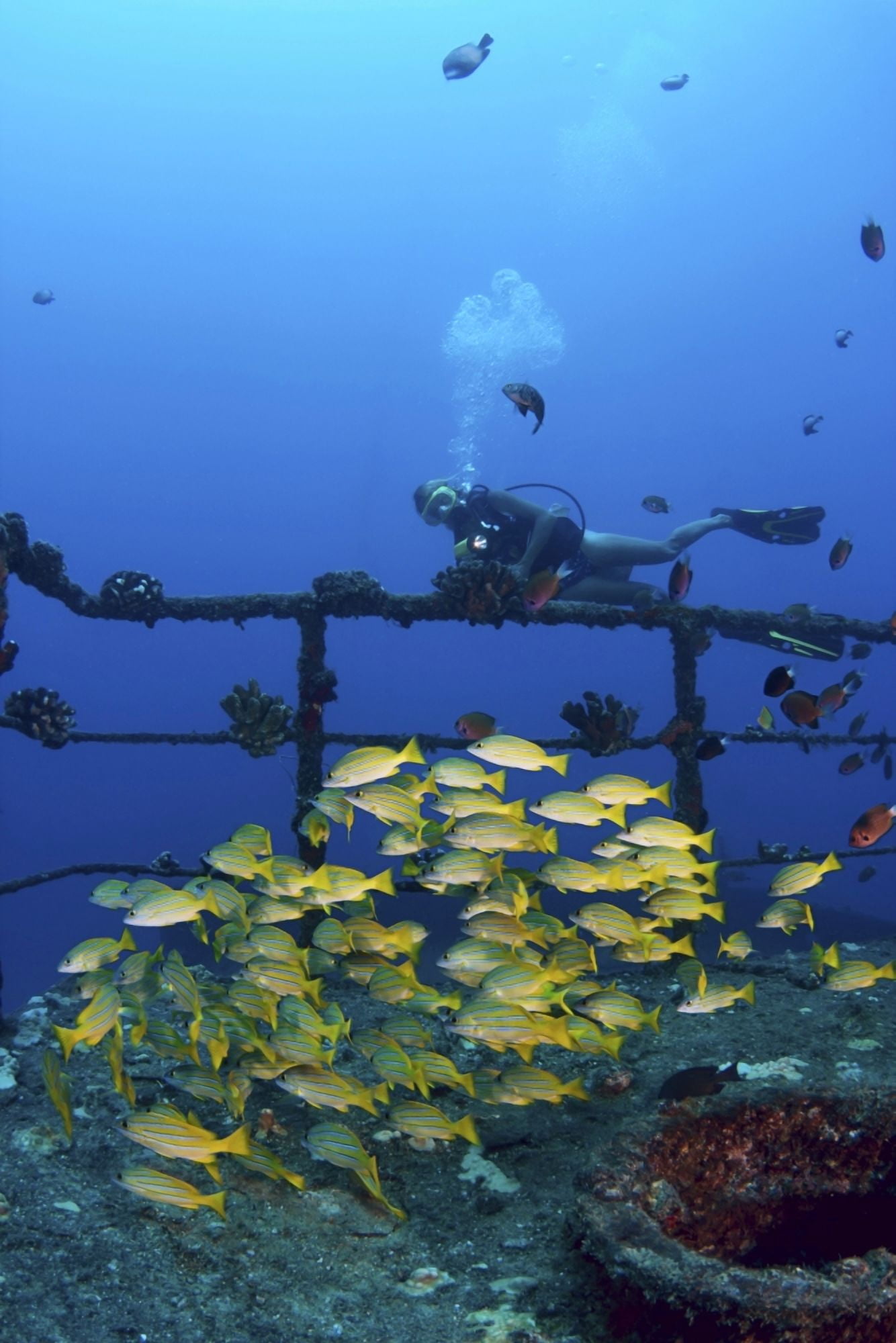 USA Hawaii Islands Oahu Diver And Schooling Blue Striped Snapper (Lutjanus Kasmira) On Wreck Of Sea Tiger Waikiki Canvas Art - Dave Fleetham Design Pics (22 x 34)