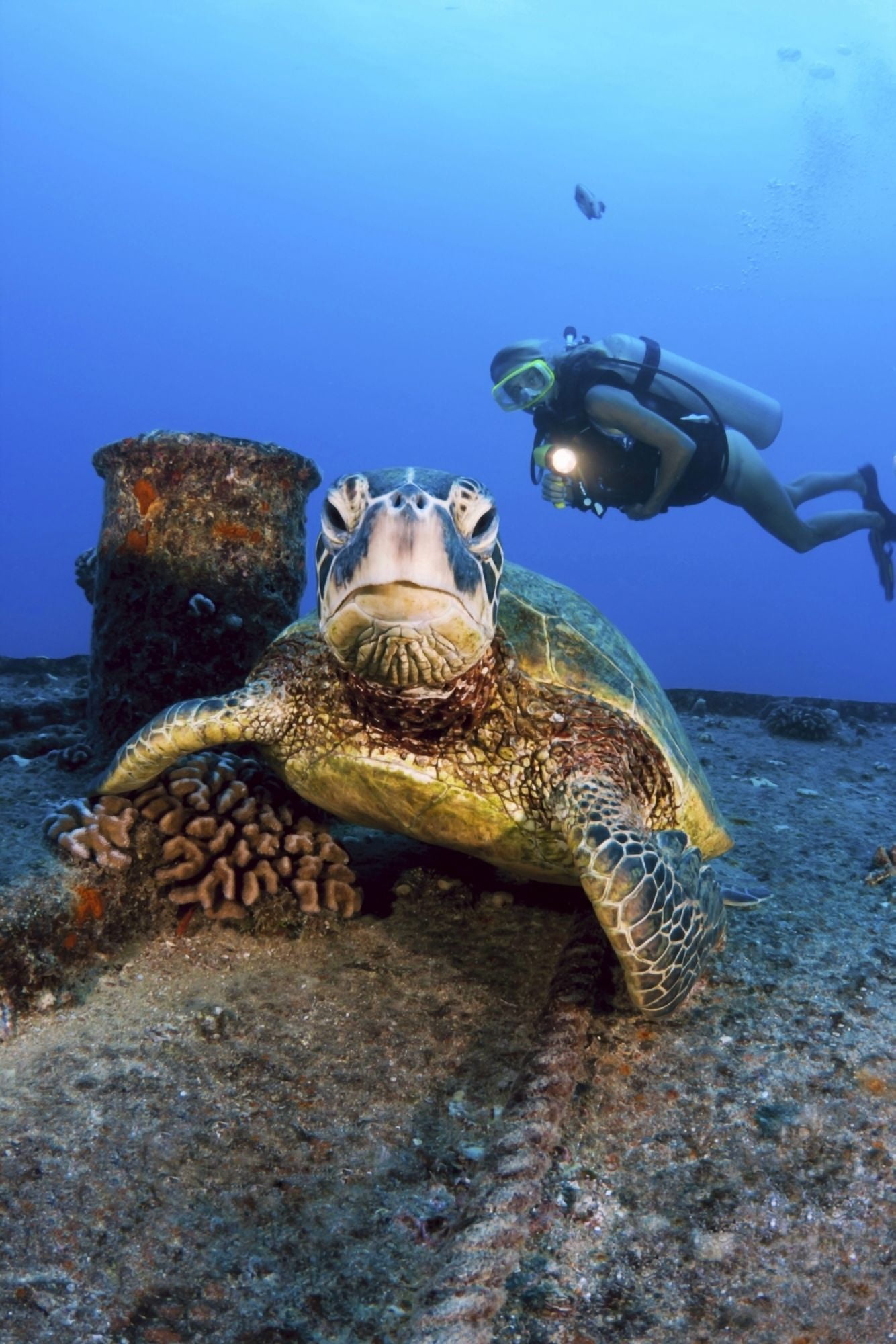 USA Hawaii Islands Oahu Diver Views Green Sea Turtle (Chelonia Mydas) On Wreck Of Yo-257 Waikiki Canvas Art - Dave Fleetham Design Pics (22 x 34)
