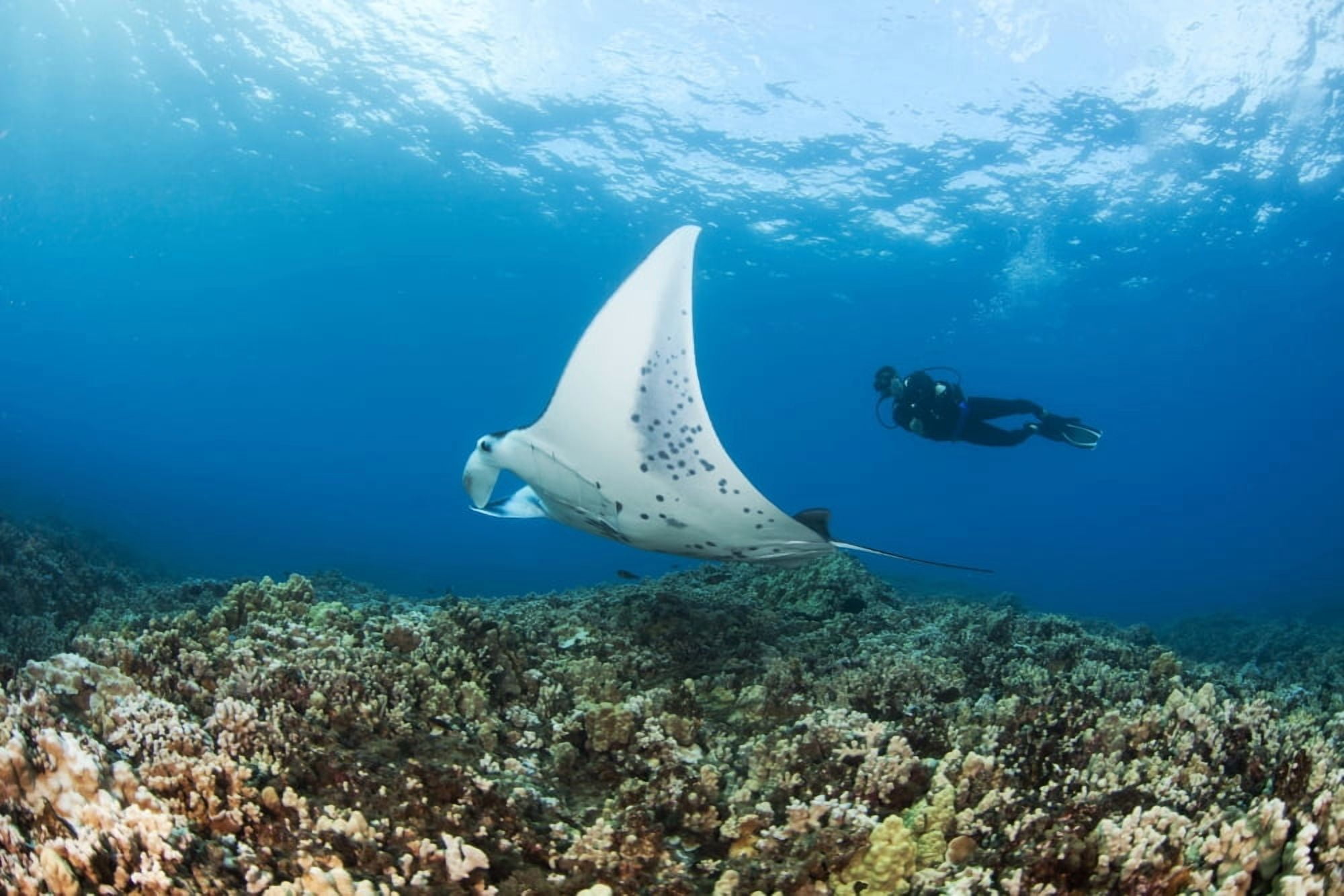 USA Hawaii Islands Reef Manta Ray (Manta Alfredi) Cruises Over Shallows Off Ukumehame Maui Canvas Art - Dave Fleetham Design Pics (18 x 12)
