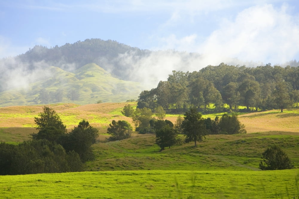 USA Hawaii Islands Rolling Green Hills Maui Upcountry Scenic Near Ulupalakua Canvas Art - Ron Dahlquist Design Pics (17 x 11)