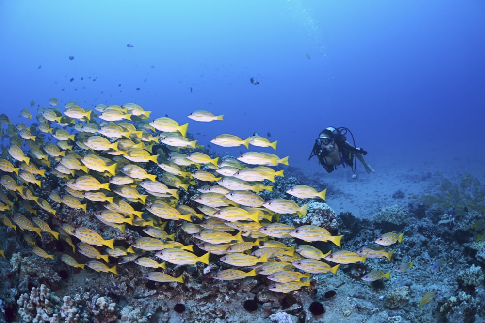 USA Hawaii Islands Schooling Bluestripe Snapper (Lutjanus Kasmira) And Diver Maui Canvas Art - Dave Fleetham Design Pics (18 x 12)