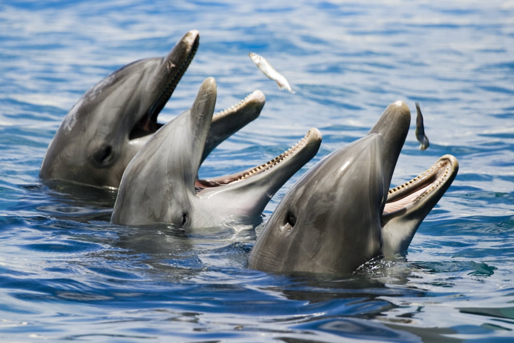 USA Hawaii Islands Sea Life Park Oahu Three Bottlenose Dolphins Catching Their Meal Canvas Art - Dave Fleetham Design Pics (17 x 11)
