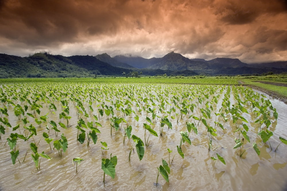 USA Hawaii Kauai Taro field at afternoon Hanalei Canvas Art - Dave Fleetham Design Pics (17 x 11)