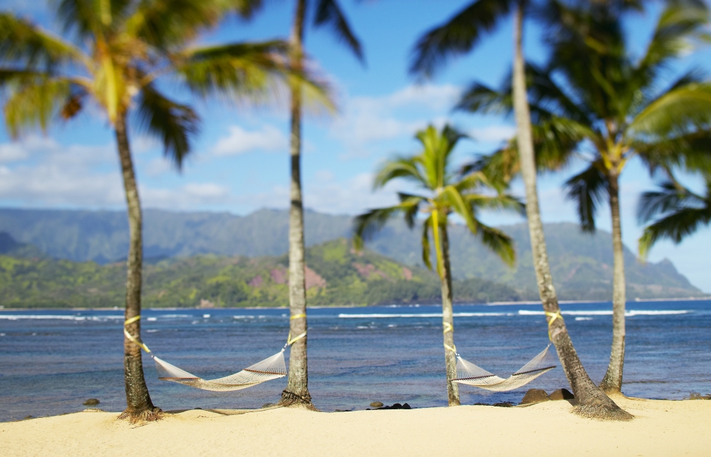 USA Hawaii Kauai Two hammocks hanging between palm trees on sandy tropical beach Hanalei Bay Princeville Canvas Art - Kyle Rothenborg Design Pics (34 x 22)