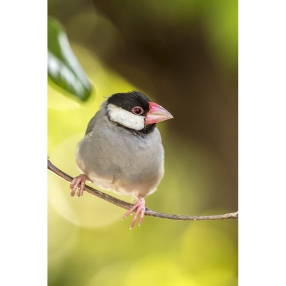 USA, Hawaii, Kona. Java sparrow close-up. Poster Print by Jaynes Gallery (24 x 36)