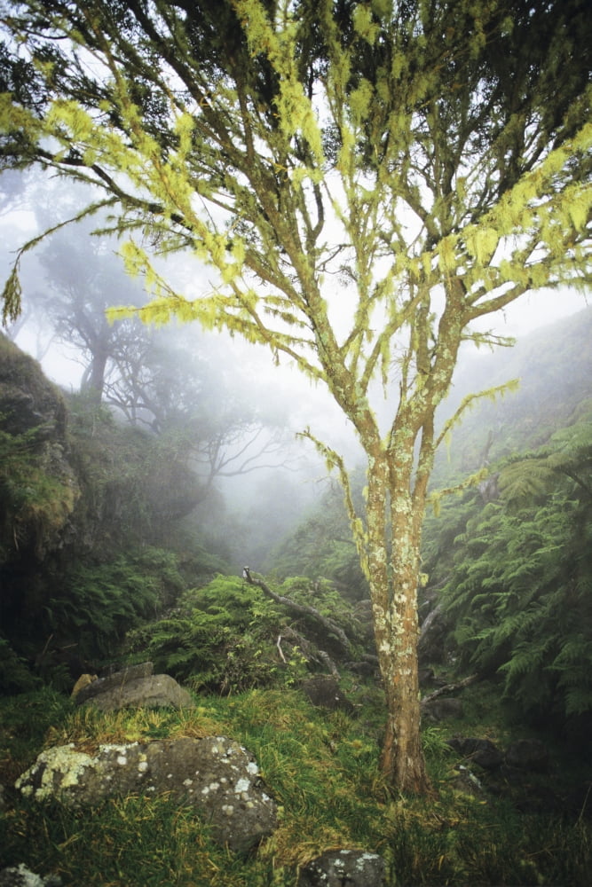 USA Hawaii Maui Foggy Scenic Kaupo Lush Greenery Tree With Moss Growth Canvas Art - Erik Aeder Design Pics (11 x 17)