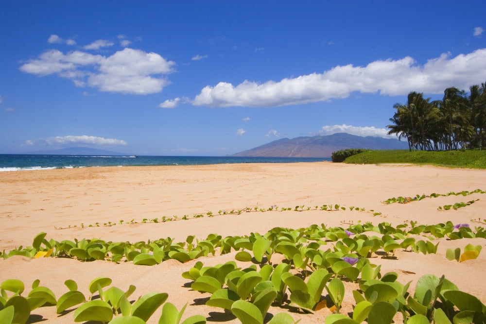 USA Hawaii Maui Green leafy vines on Keawakapu Beach Kihei Canvas Art - Ron Dahlquist Design Pics (34 x 22)