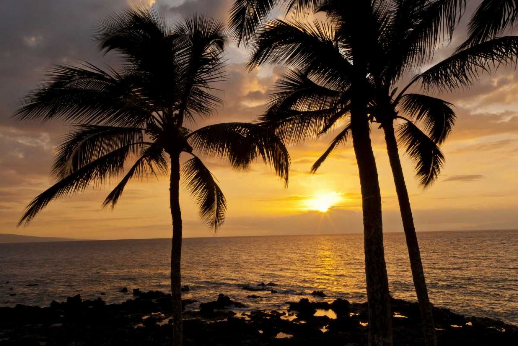 USA, Hawaii, Maui, Kihei Palm tree sunset by Cathy Gordon Illg (36 x