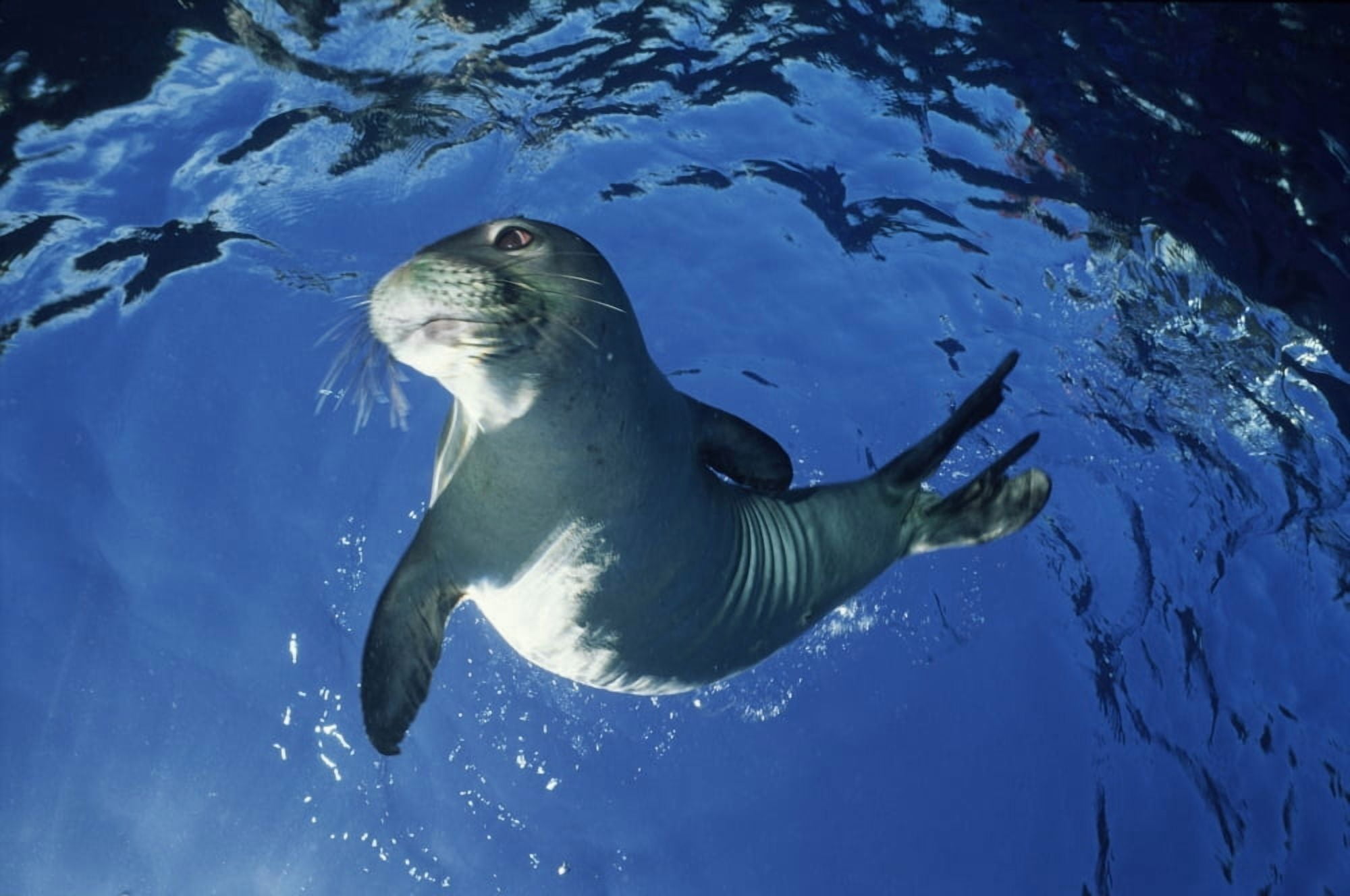 USA Hawaii Maui Monk Seal Playing Molokini Canvas Art - Ed Robinson Design Pics (17 x 11)