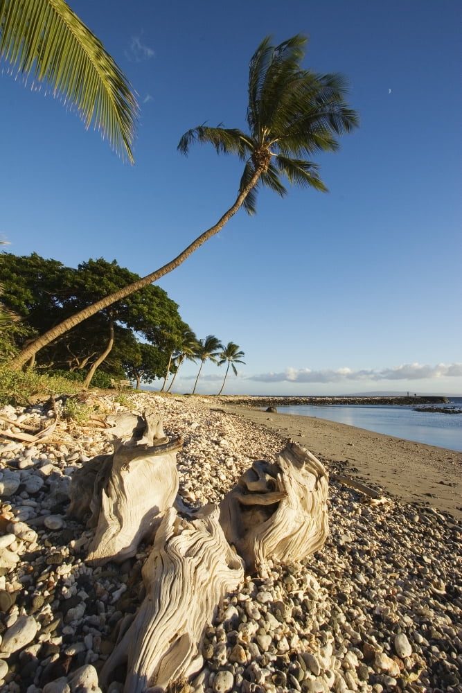 USA Hawaii Maui Palm tree and driftwood on beach Olowalu Canvas Art - Ron Dahlquist Design Pics (11 x 17)