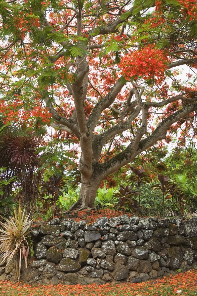 USA Hawaii Maui Rainbow shower tree Hana Canvas Art - Dana Edmunds Design Pics (11 x 17)