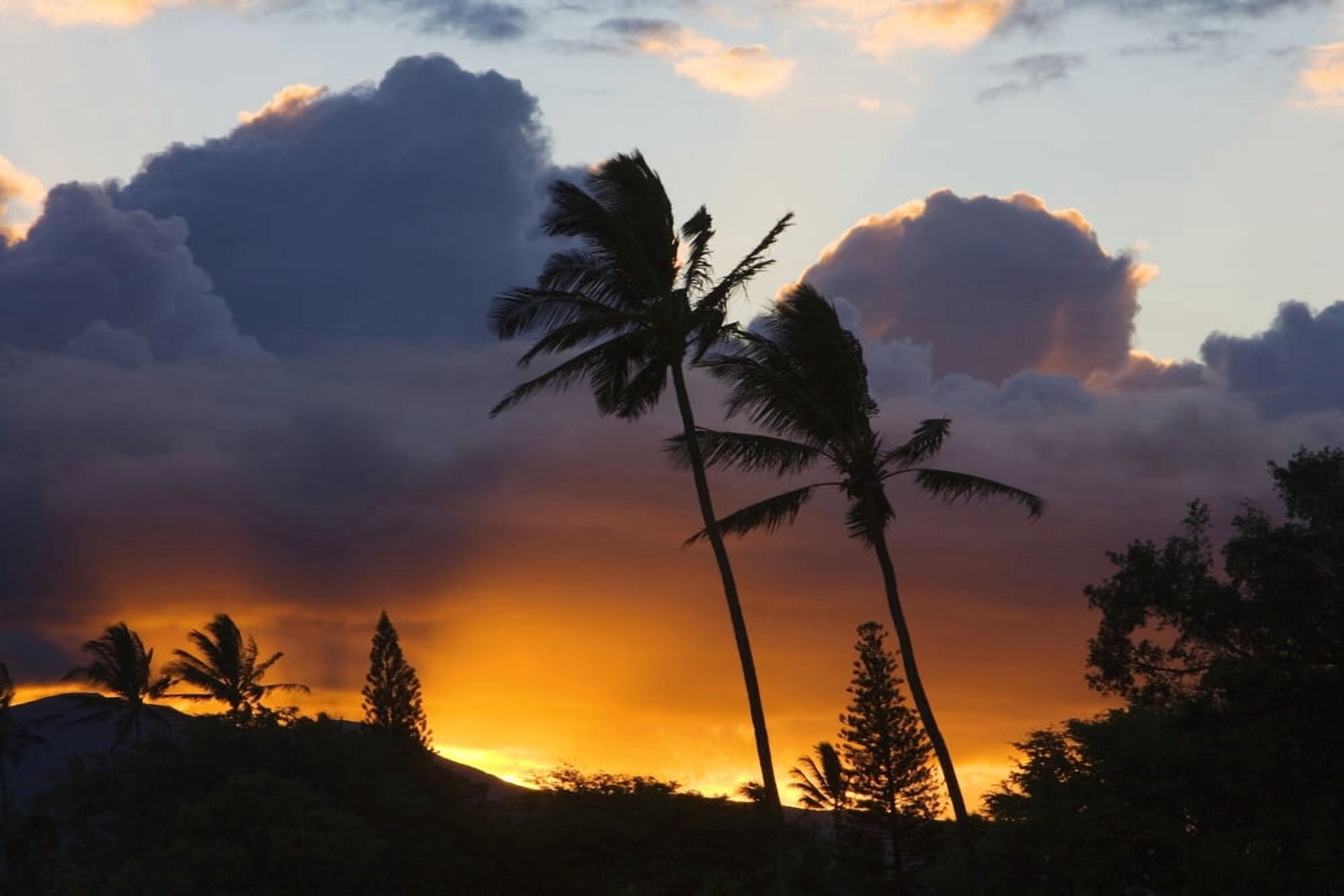 USA Hawaii Maui puffy clouds at sunset North Shore Palm trees on hill Canvas Art - Ron Dahlquist Design Pics (34 x 22)