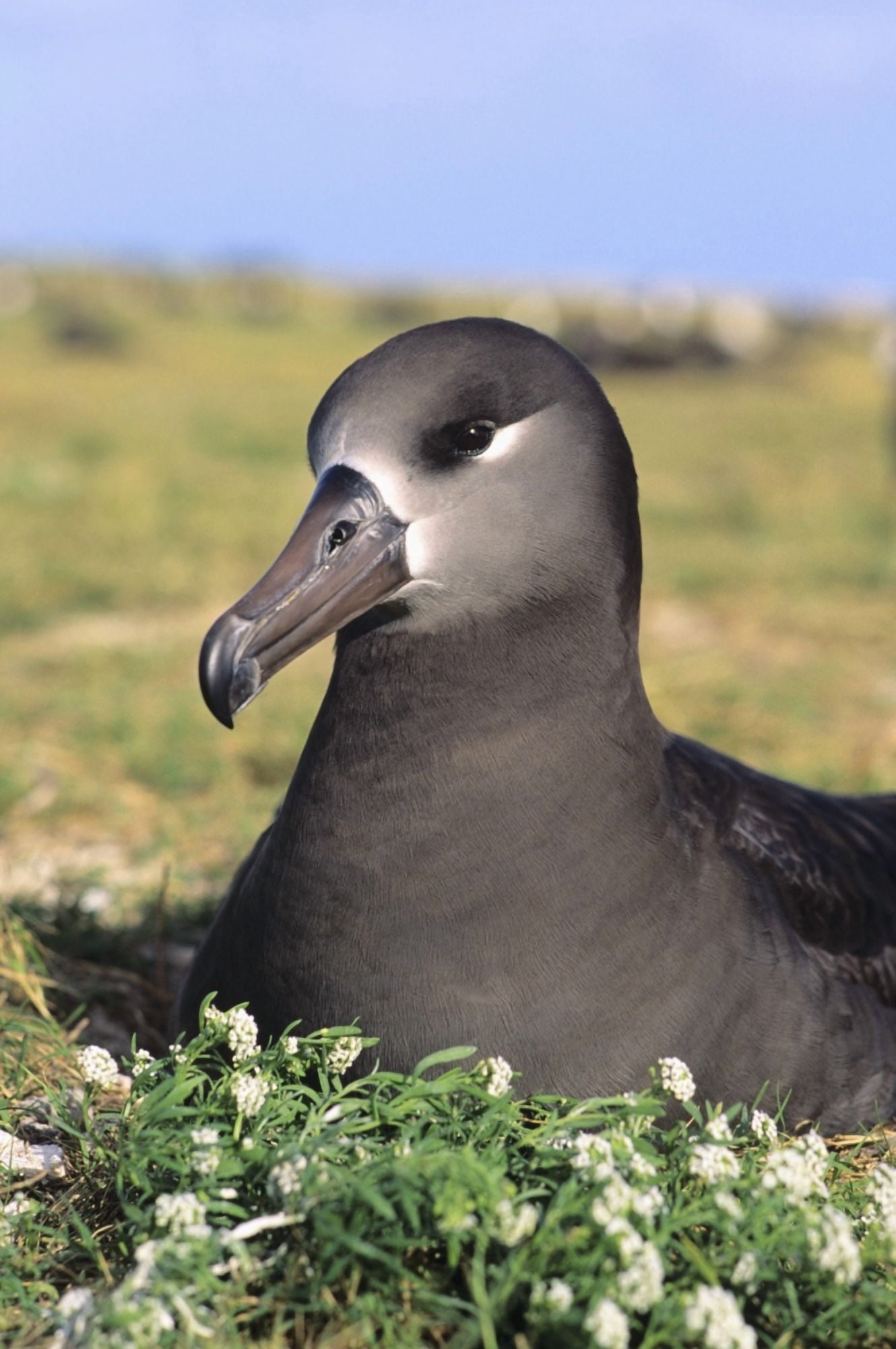 USA Hawaii Midway Atoll Black-Footed Albratoss (Diomedea Nigripes) Sand Island Canvas Art - Reggie David Design Pics (11 x 17)
