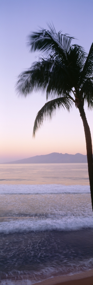 USA Hawaii Molokai In Background Maui Palm Tree Along Shoreline Maui Beach At Twilight Canvas Art - Bill Schildge Design Pics (9 x 29)