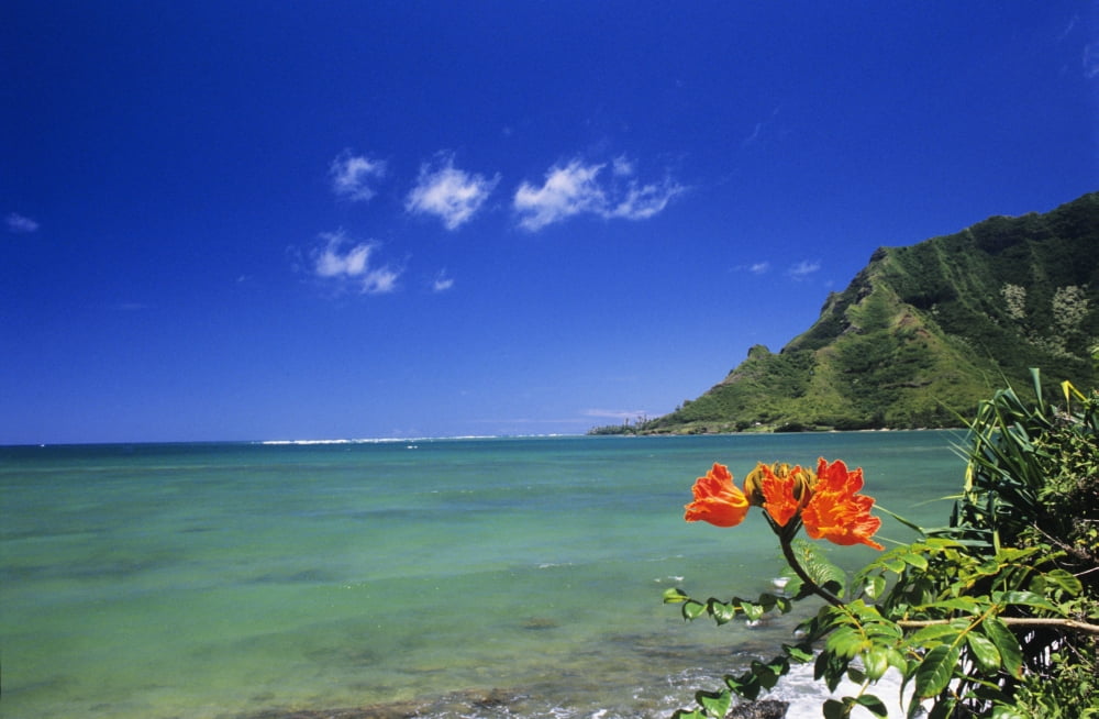 USA Hawaii Oahu Clear Coastline With Bright Orange Flower Kahana Bay Lush Green Mountain Blue Sky Canvas Art - Robert Sablan Design Pics (18 x 11)