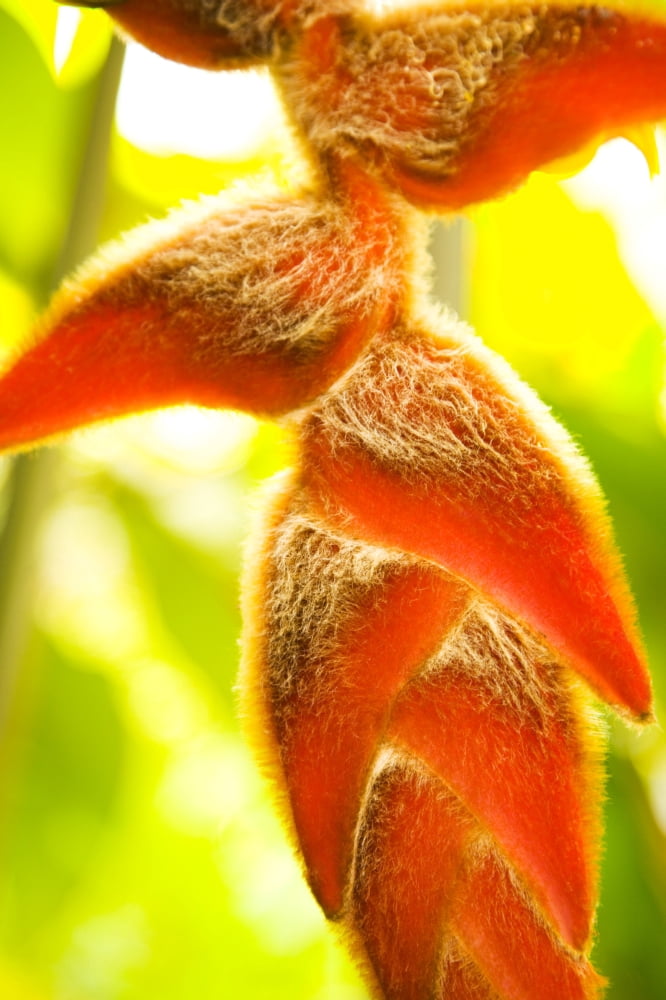 USA Hawaii Oahu Close-Up Of Heliconia Plant Waikiki Canvas Art - Dana Edmunds Design Pics (11 x 17)