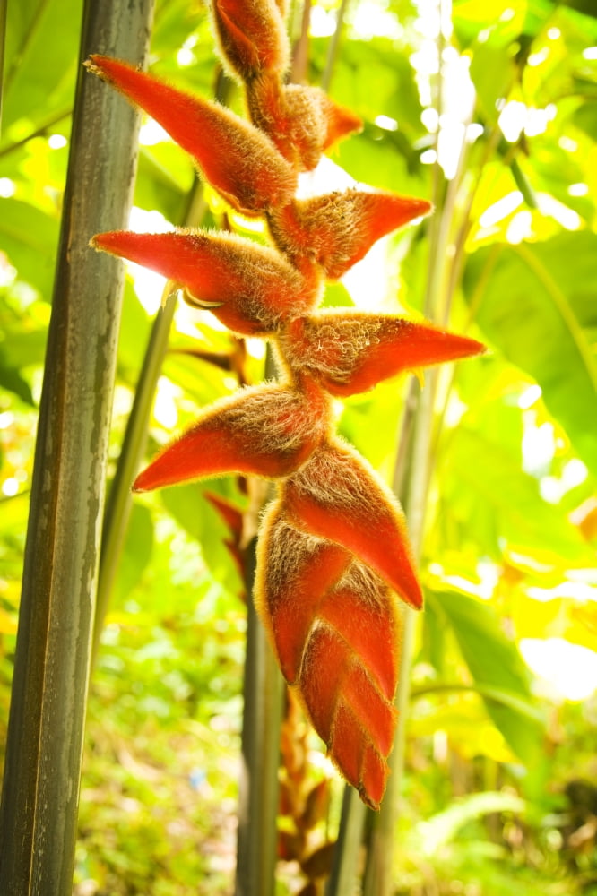 USA Hawaii Oahu Heliconia Plant Hanging Waikiki Canvas Art - Dana Edmunds Design Pics (11 x 17)