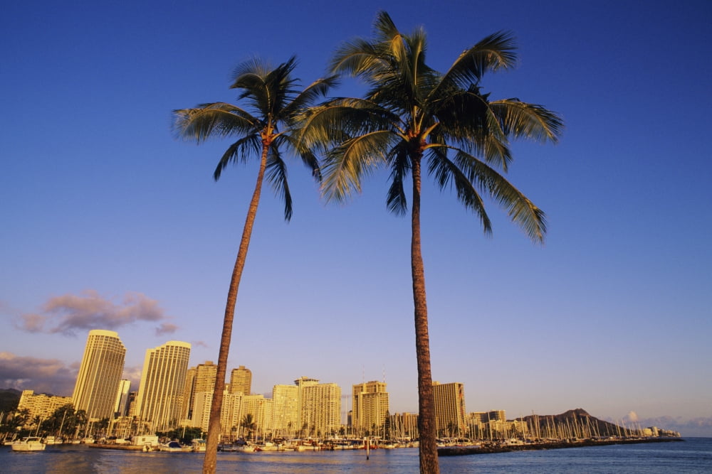 USA Hawaii Oahu Honolulu Plam trees and Waikiki shoreline Waikiki Canvas Art - Carl Shaneff Design Pics (34 x 22)