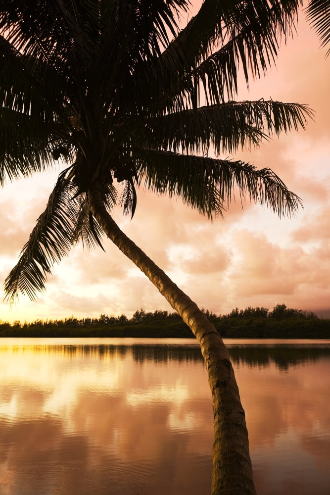 USA Hawaii Oahu Kualoa Ranch Waikiki Sky Reflecting On Water Palm Tree At Sunrise Canvas Art - Dana Edmunds Design Pics (22 x 34)