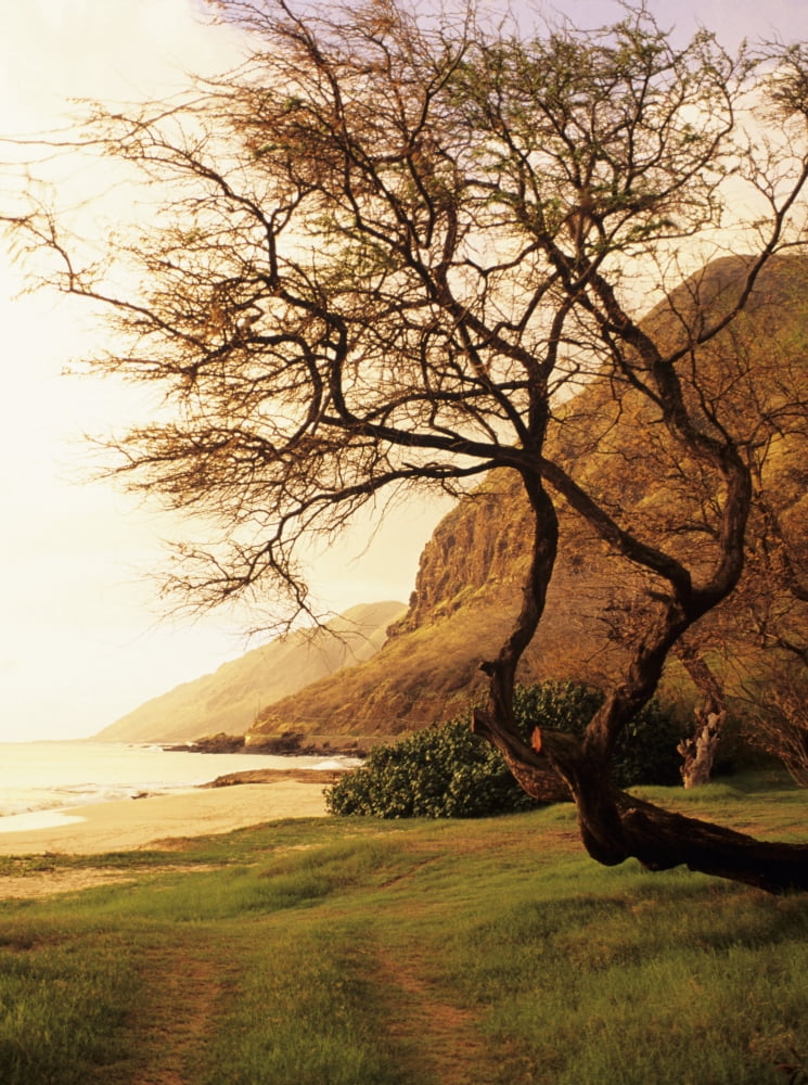 USA Hawaii Oahu Kunia Tree Overhanging Grassy Area Near Beach West Shore Yokohama Bay Area At Sunset Canvas Art - Dana Edmunds Design Pics (12 x 16)