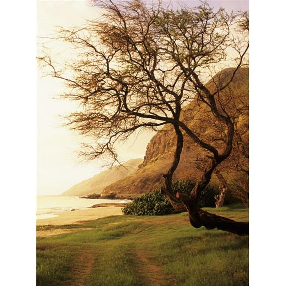USA Hawaii Oahu Kunia Tree Overhanging Grassy Area Near Beach; West Shore Yokohama Bay Area At Sunset