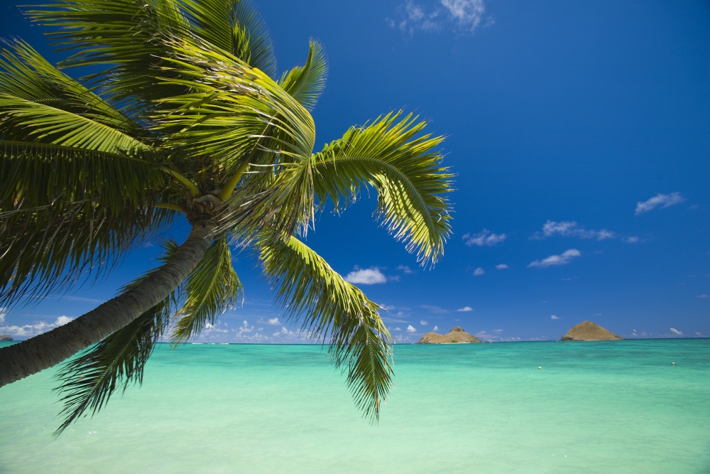 USA Hawaii Oahu Mokulua island in background Lanikai Palm tree over Pacific Ocean Canvas Art - Dana Edmunds Design Pics (17 x 11)