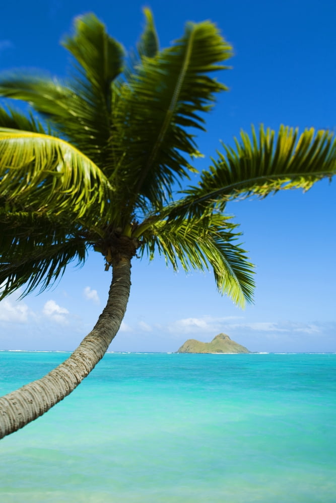 USA Hawaii Oahu Palm tree over Pacific Ocean Lanikai Canvas Art - Dana Edmunds Design Pics (22 x 34)